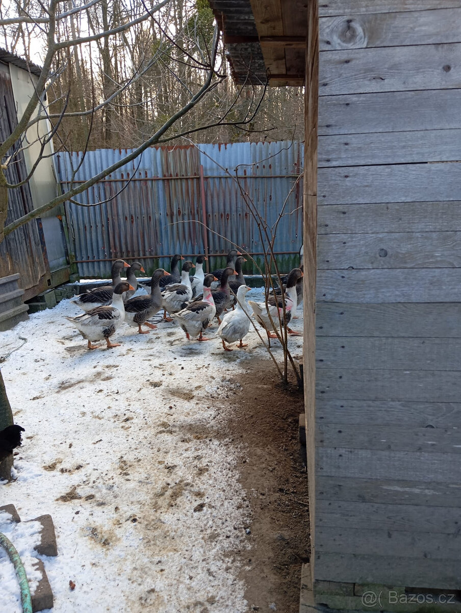 Prodám husy pomořanské a landerské