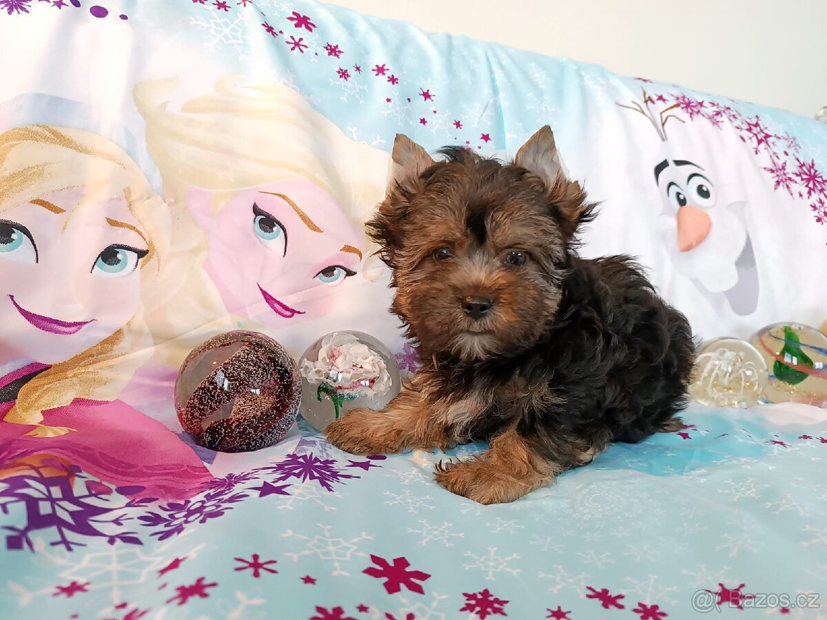 Jorkšírský teriér štěňátka