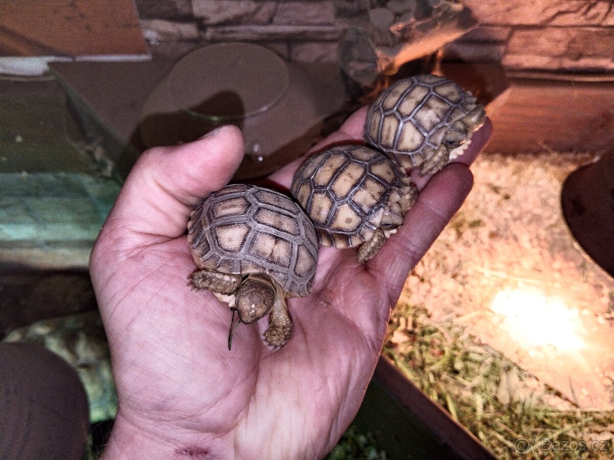 Zelva ostruhatá, sulcata