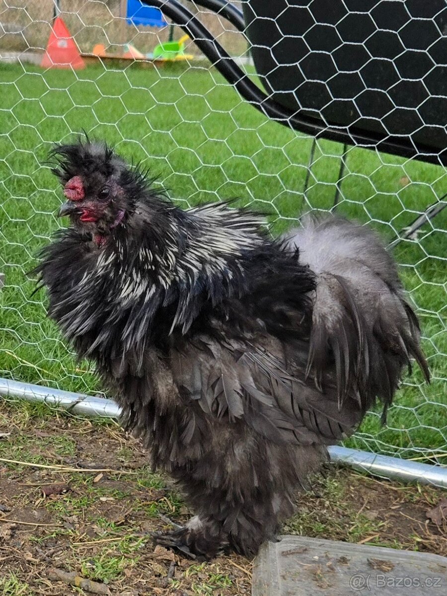 Kohoutek hedvabnicka frizzle