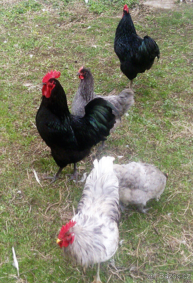 Násadová vejce Zerzejsky obr, yersey gigant