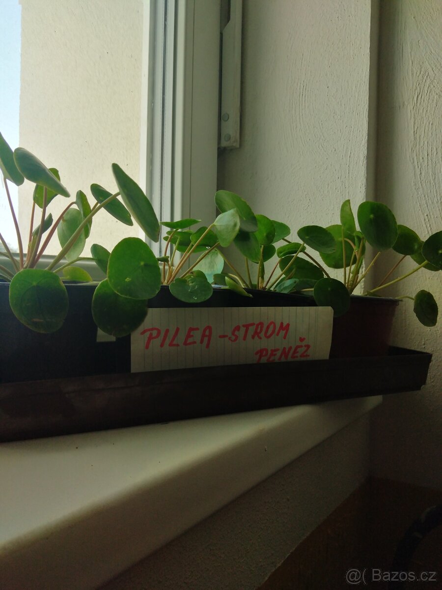 Pilea pepřincová