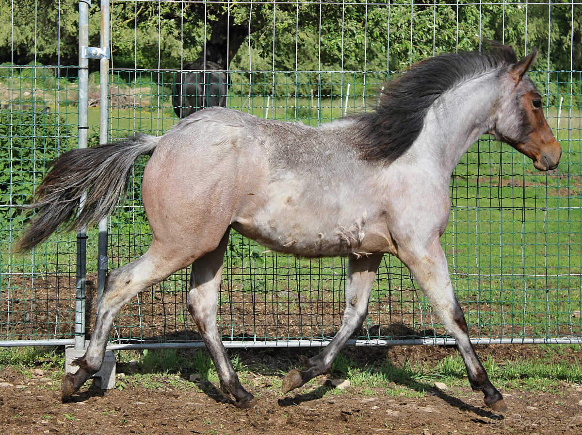 AQH Bay Roan roční hřebeček