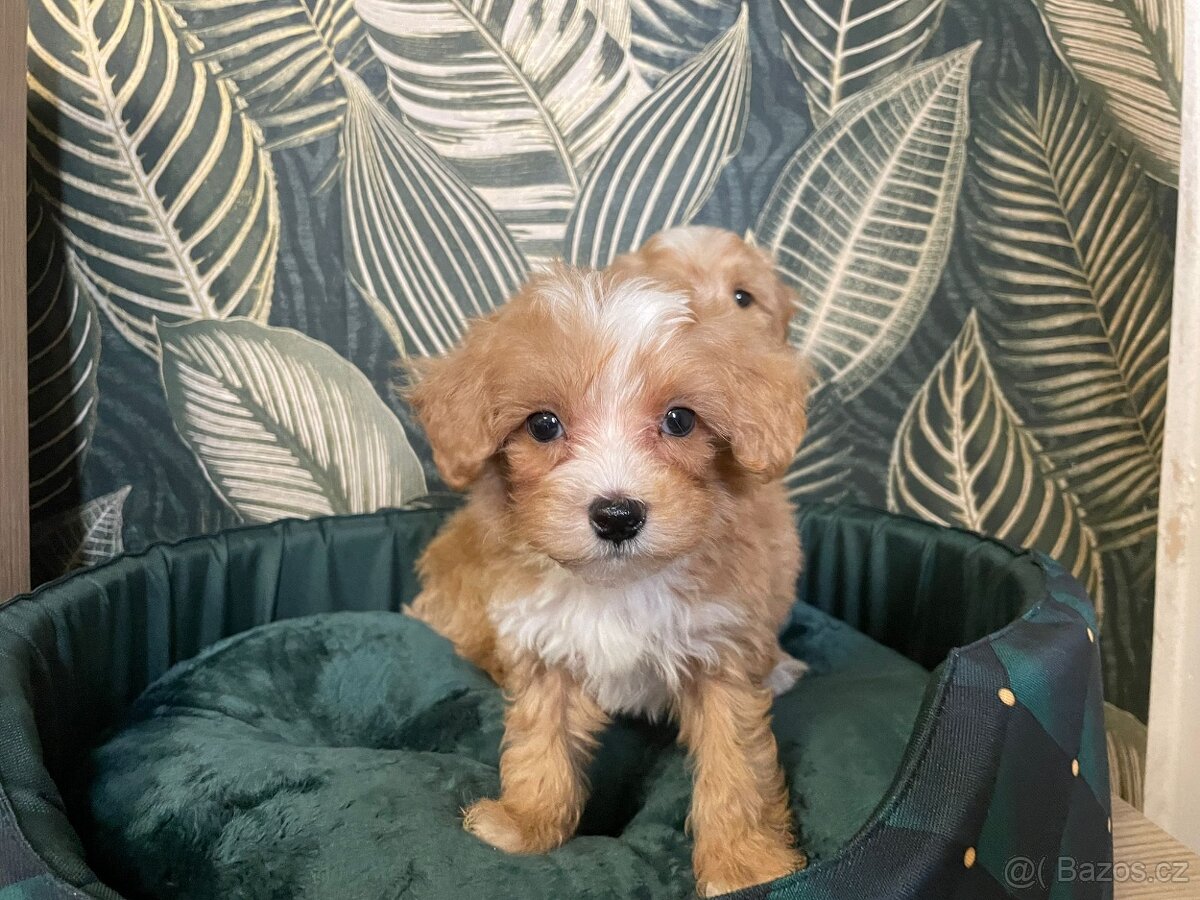 Maltipoo exkluzivní štěňátka