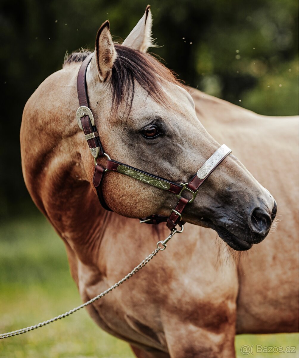 PŘIPOUŠTĚNÍ QH-BENTLEY DOC POWER