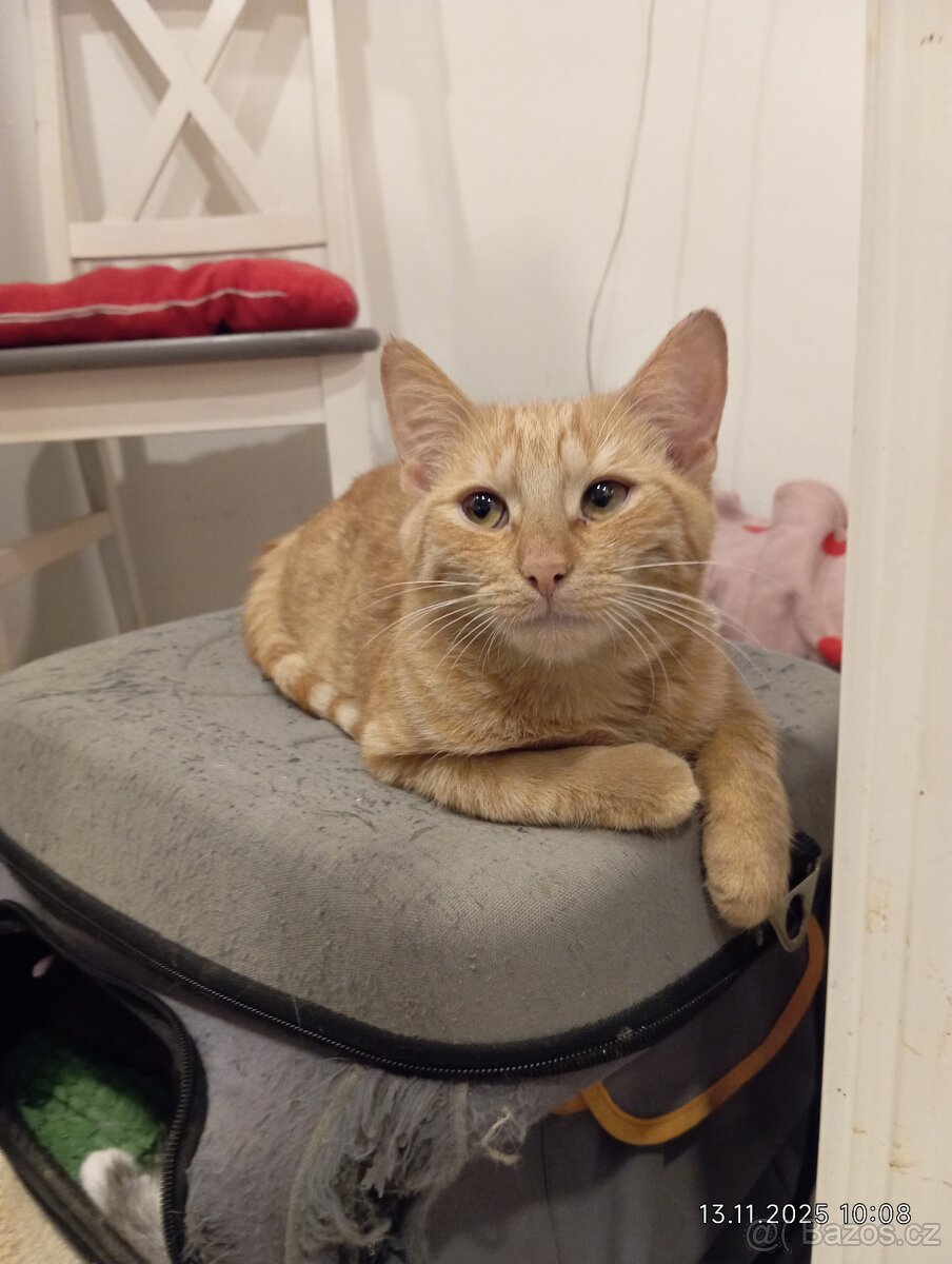 Krásný zrzavý kocourek