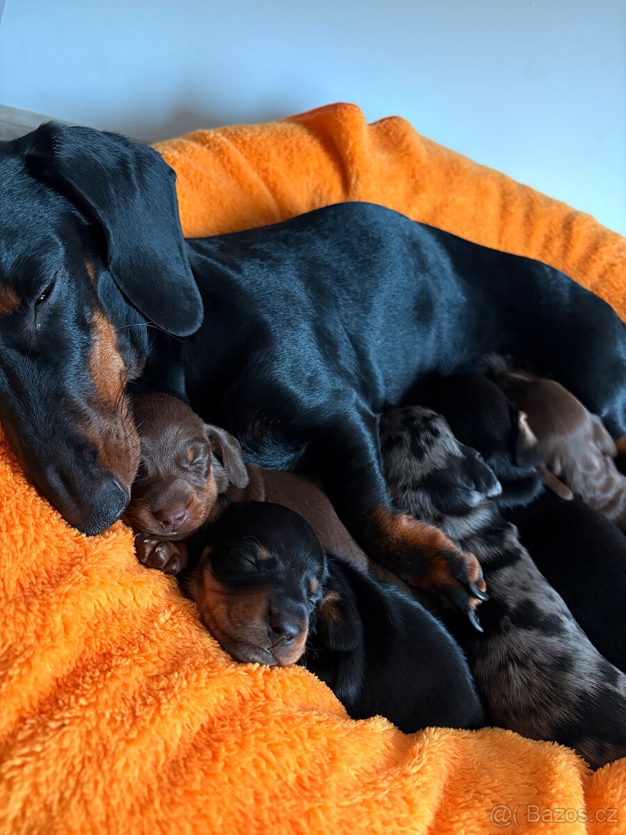 Štěňátka trpasličího jezevčíka bez pp k rezervaci✨