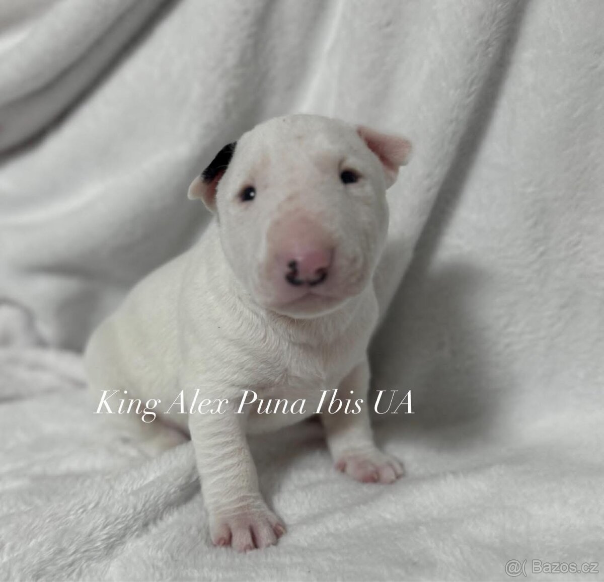 Miniaturní bulteriér s PP