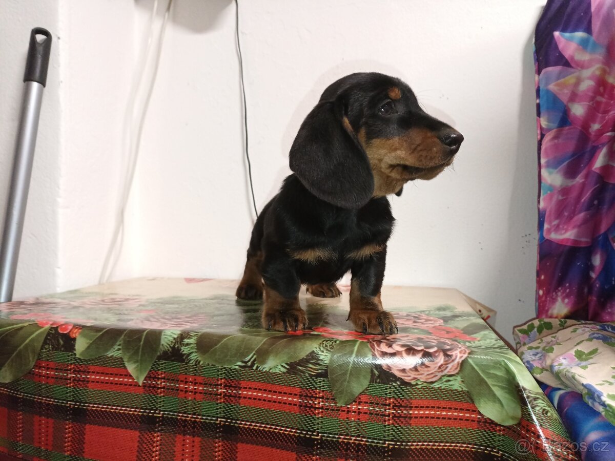 Jezevčík trpasličí