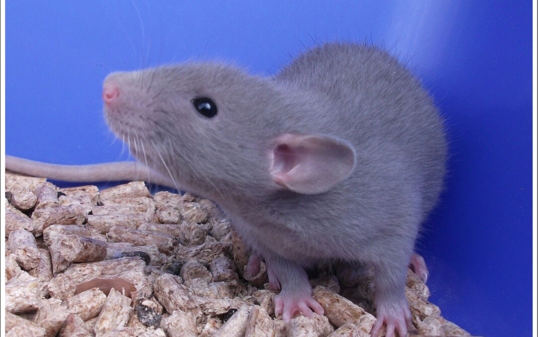 Koupim modrou a stříbrnou potkanku