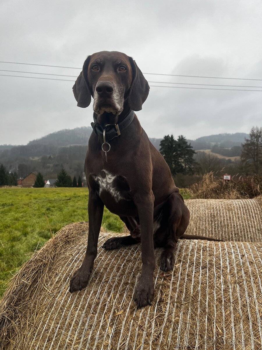 Německý krátkosrstý ohař - kryti