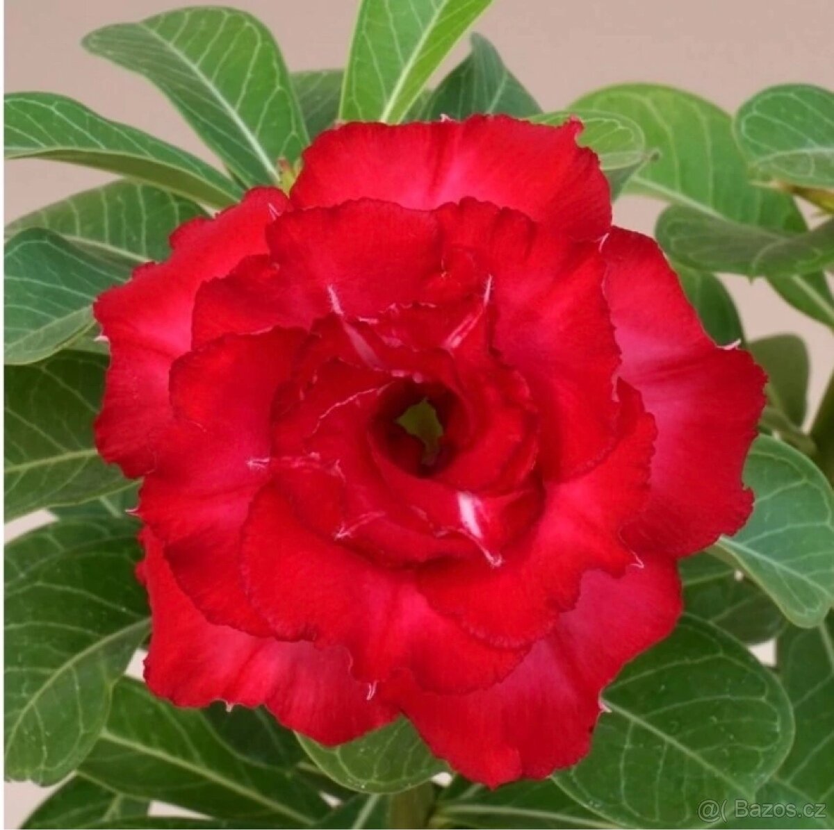 adenium obesum - rizky
