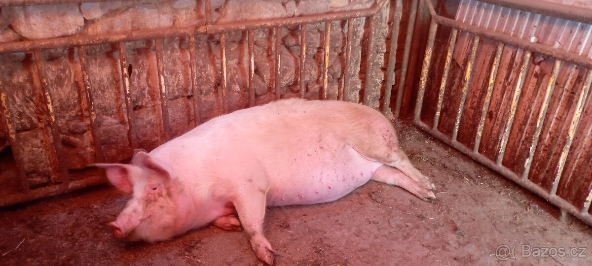 Prasata
