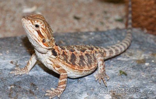 Agama mládě + terárium 80x40x40 nové.S chovem poradim. Předá
