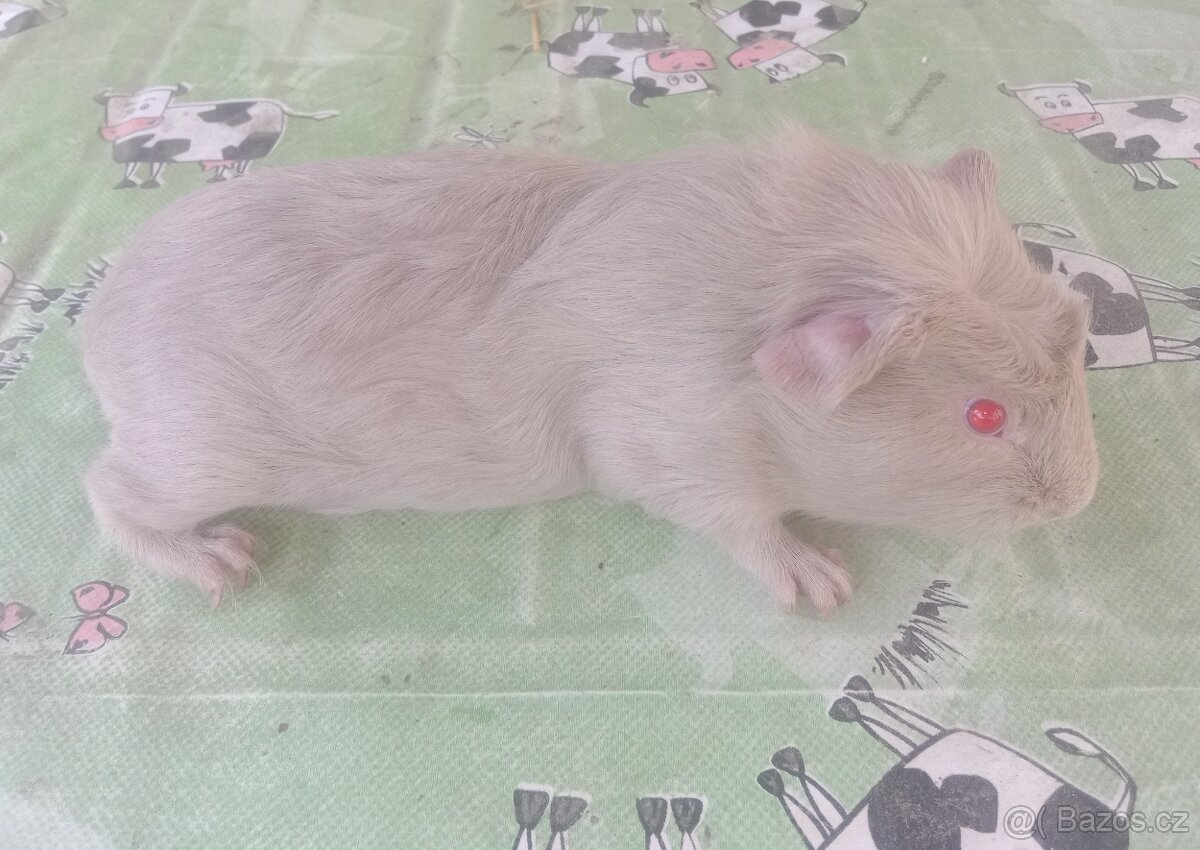 Morče cuy samečci