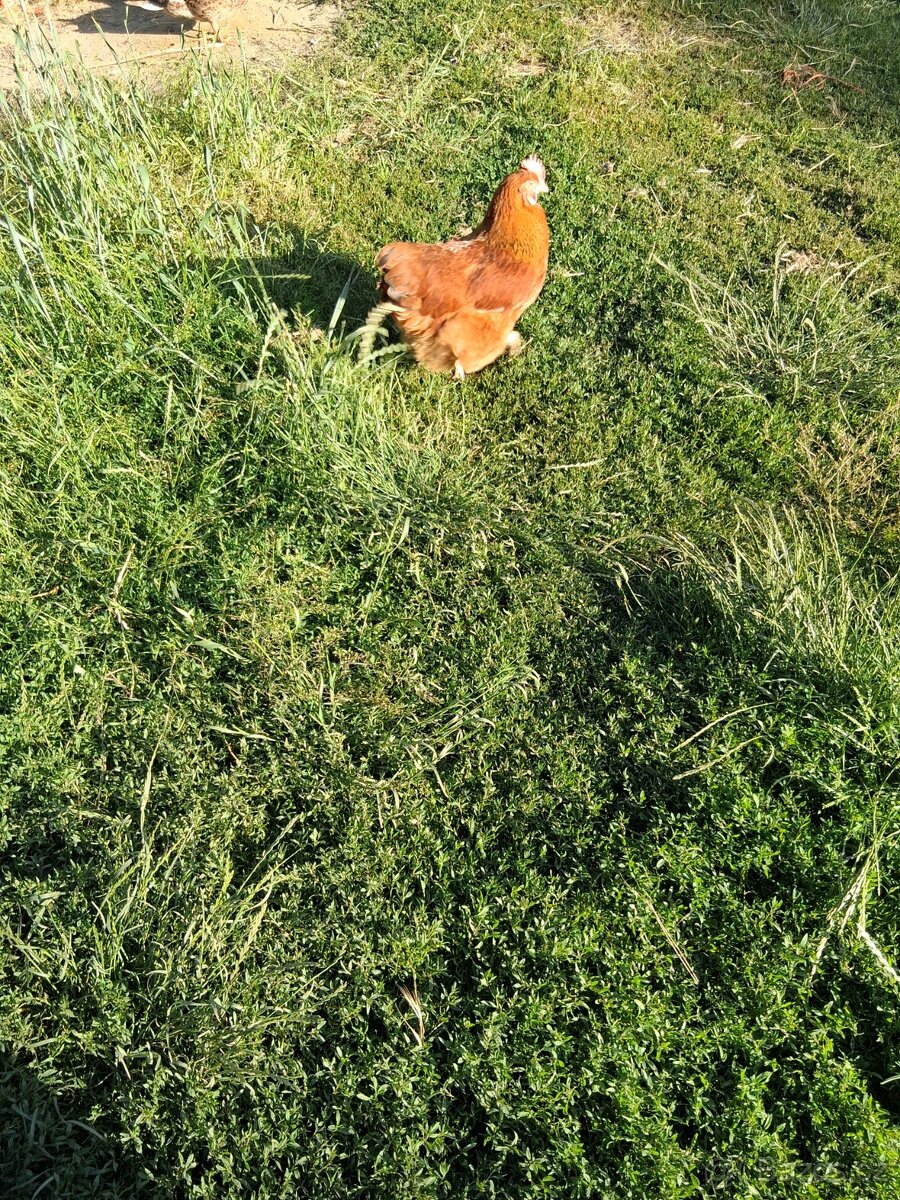Hempširky
