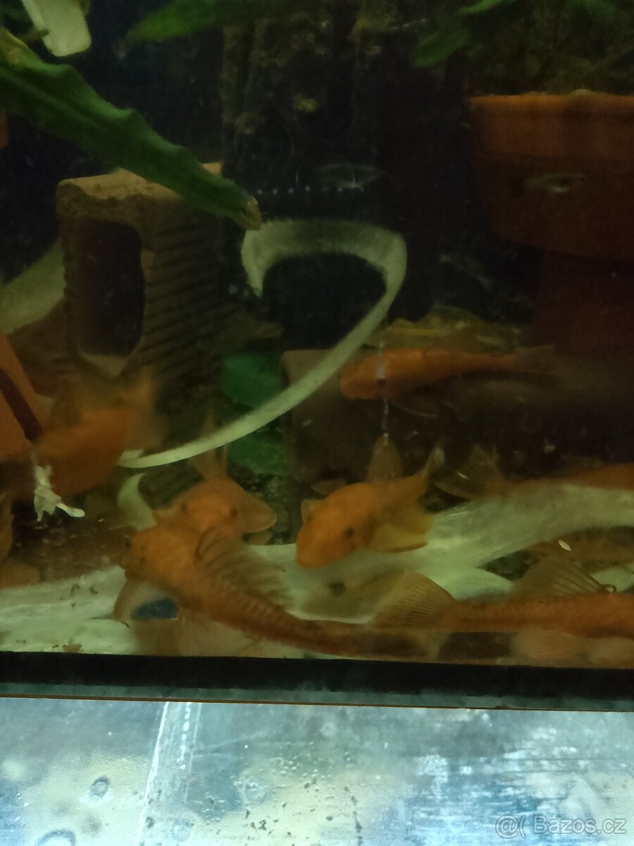 Ancistrus super red