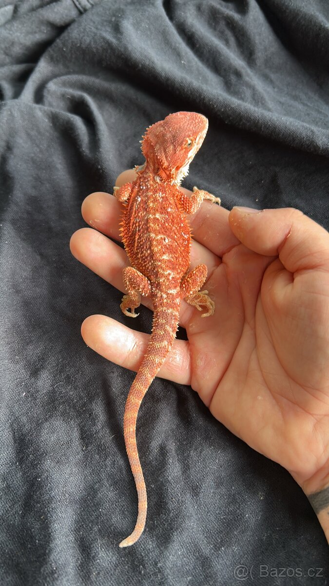 REZERVACE Agama vousata samec RED