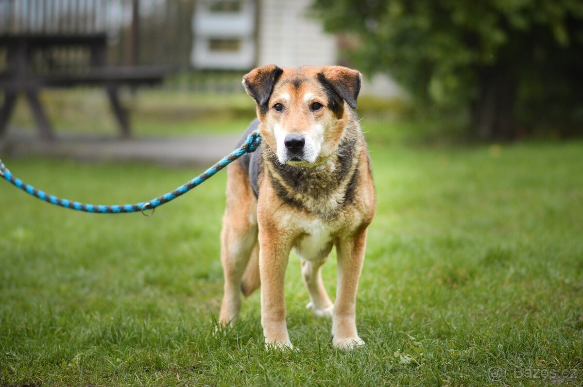 Rex - x Německý ovčák, hodný klidný pes, 10 let