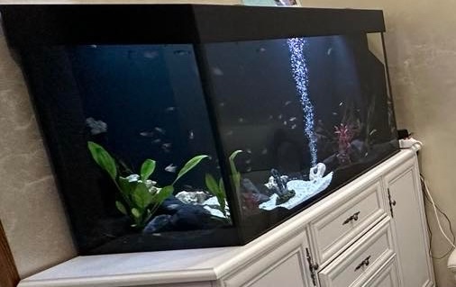 Aquarium 60 x 40
