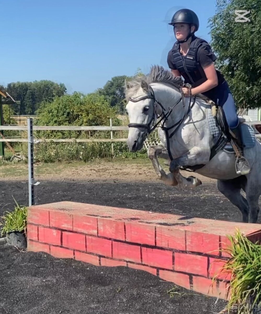 Hledám pronájem kone