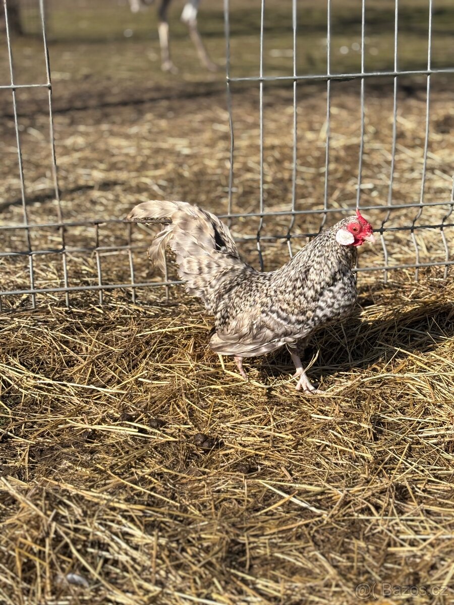 Bantamka kropenatá zdrobnělá