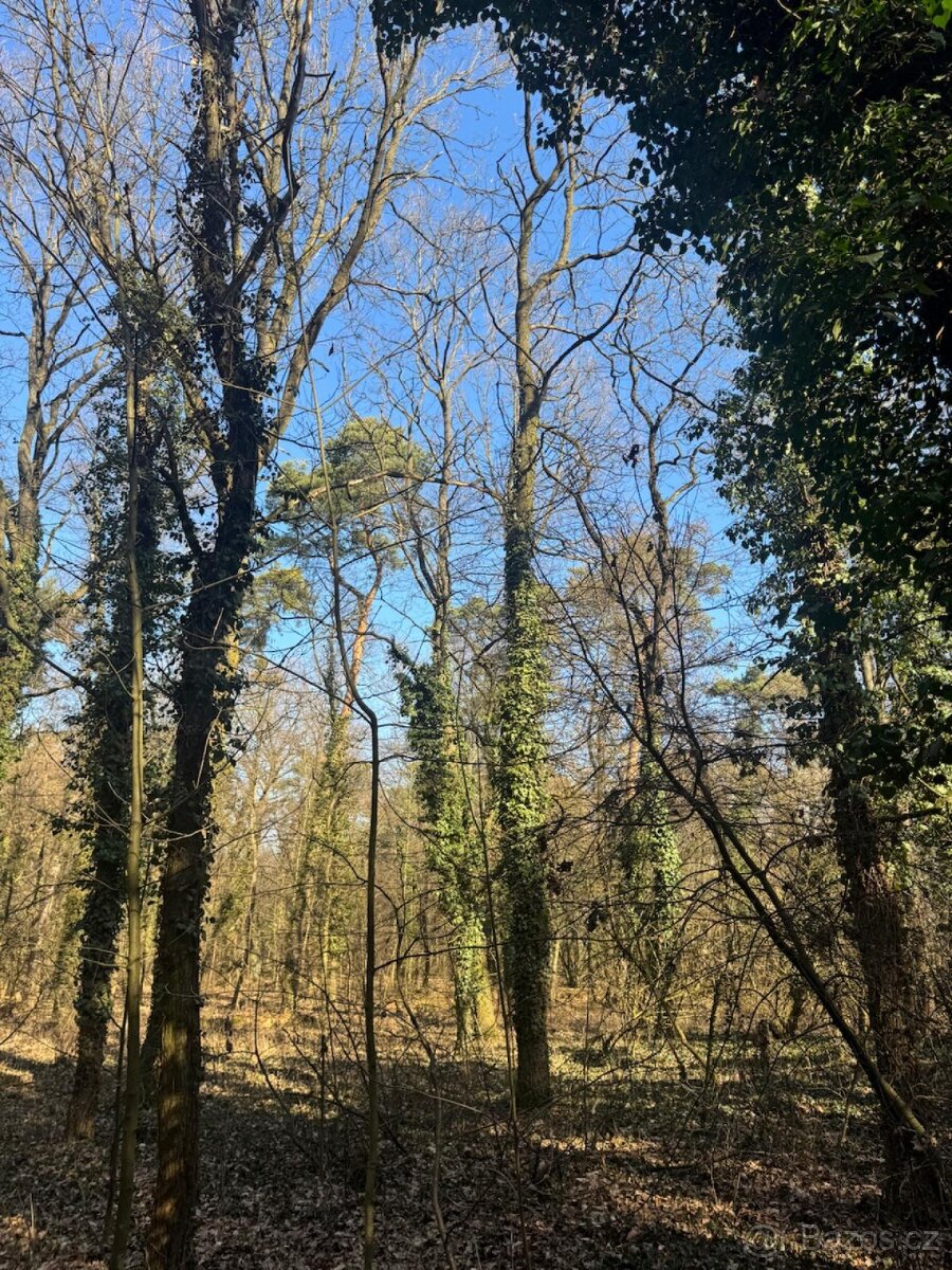 Prodej lesního pozemku k.ú. Kolín