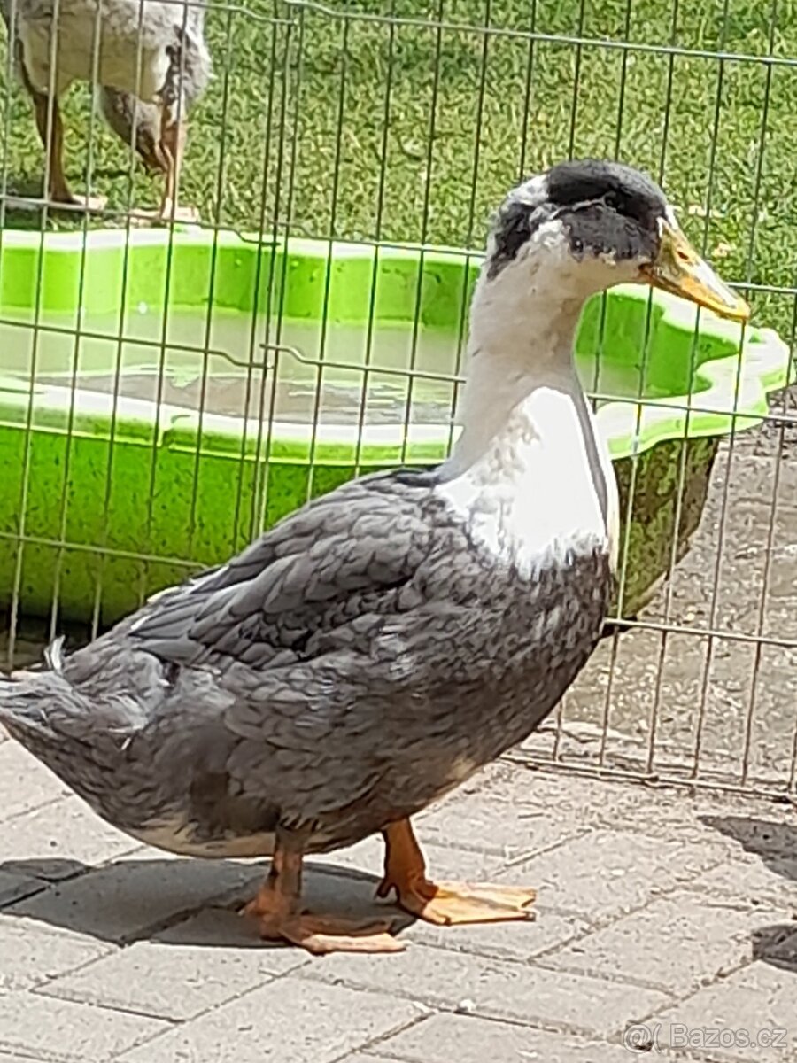 Kachny