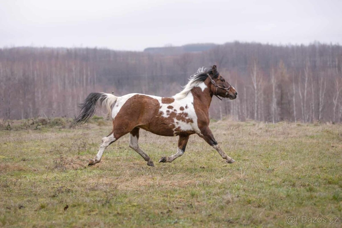 Huculská klisna, hucul, homozygotní Tobiano, pony, malý kůň