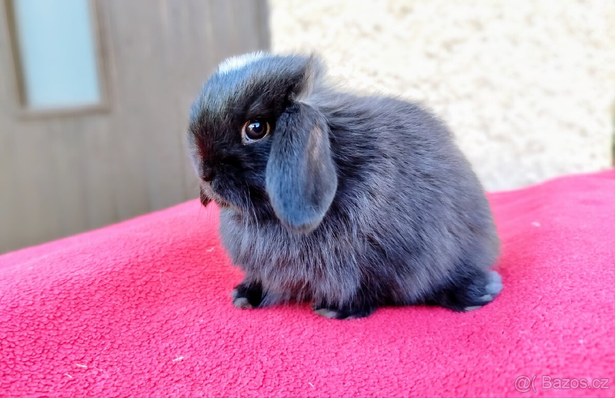 Zakrslý beránek, králíček, králík - ELLA