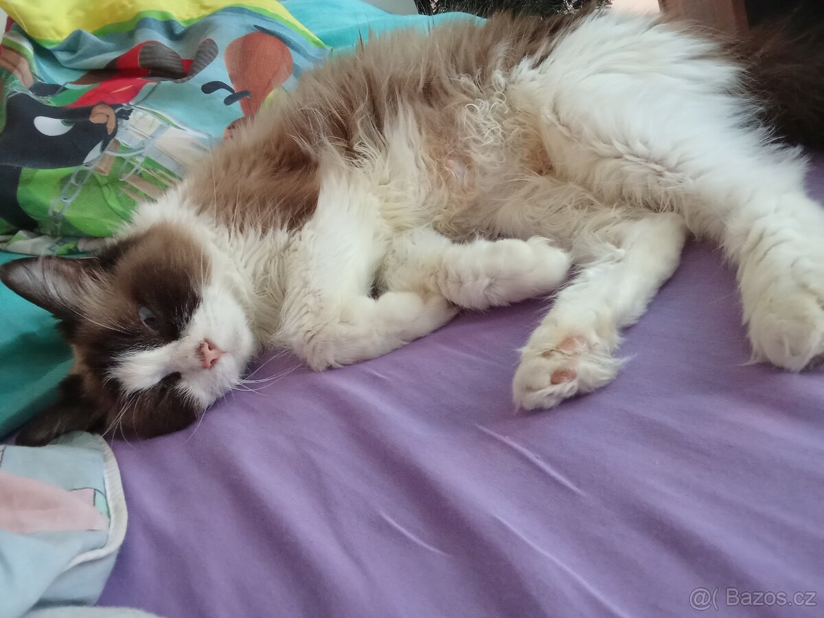 Ragdoll kočička bez pp