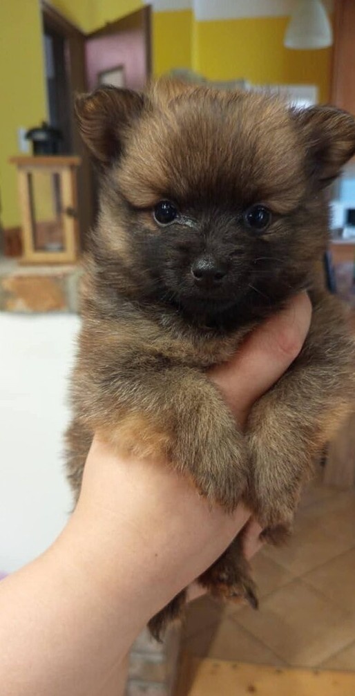 Pomeranian