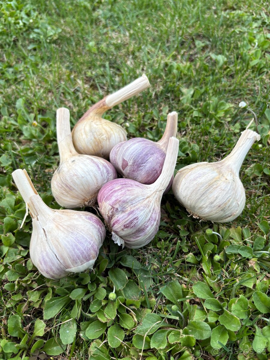 Česnek Rusák