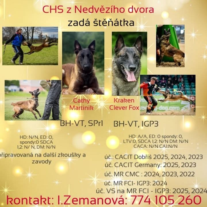 Nabízím štěňátka belgického ovčáka mslinois s PP