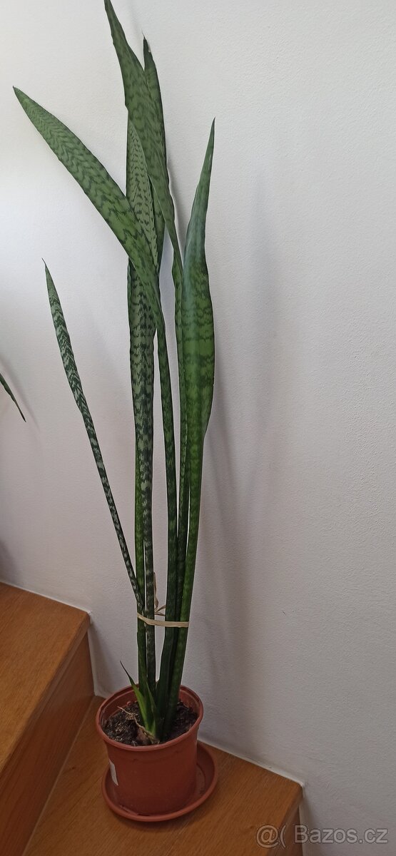 Vysoký tchynin jazyk