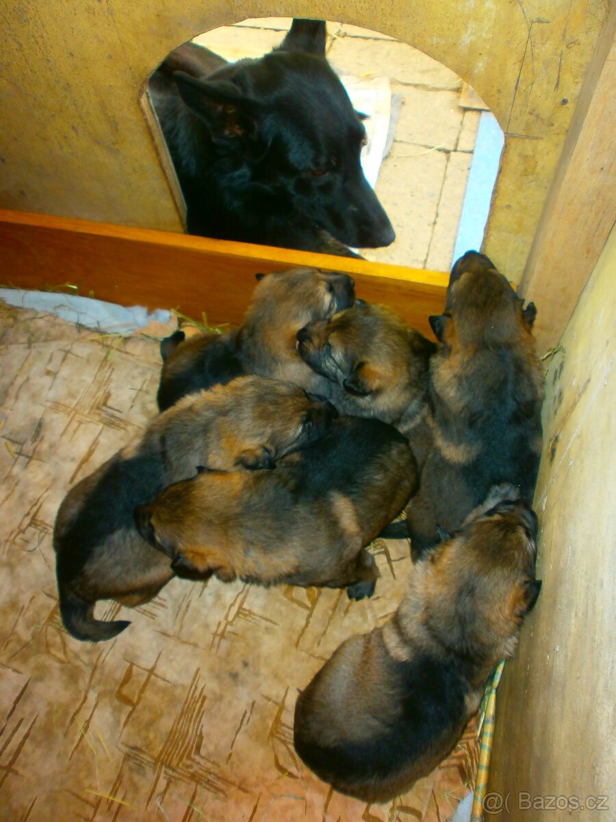 Německý ovčák štěňata