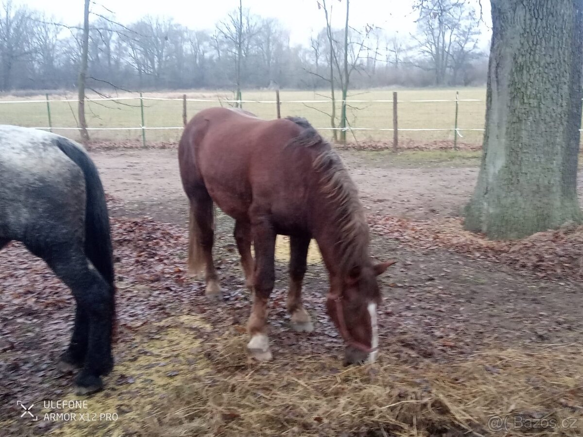 Prodám hřebce slezského norika