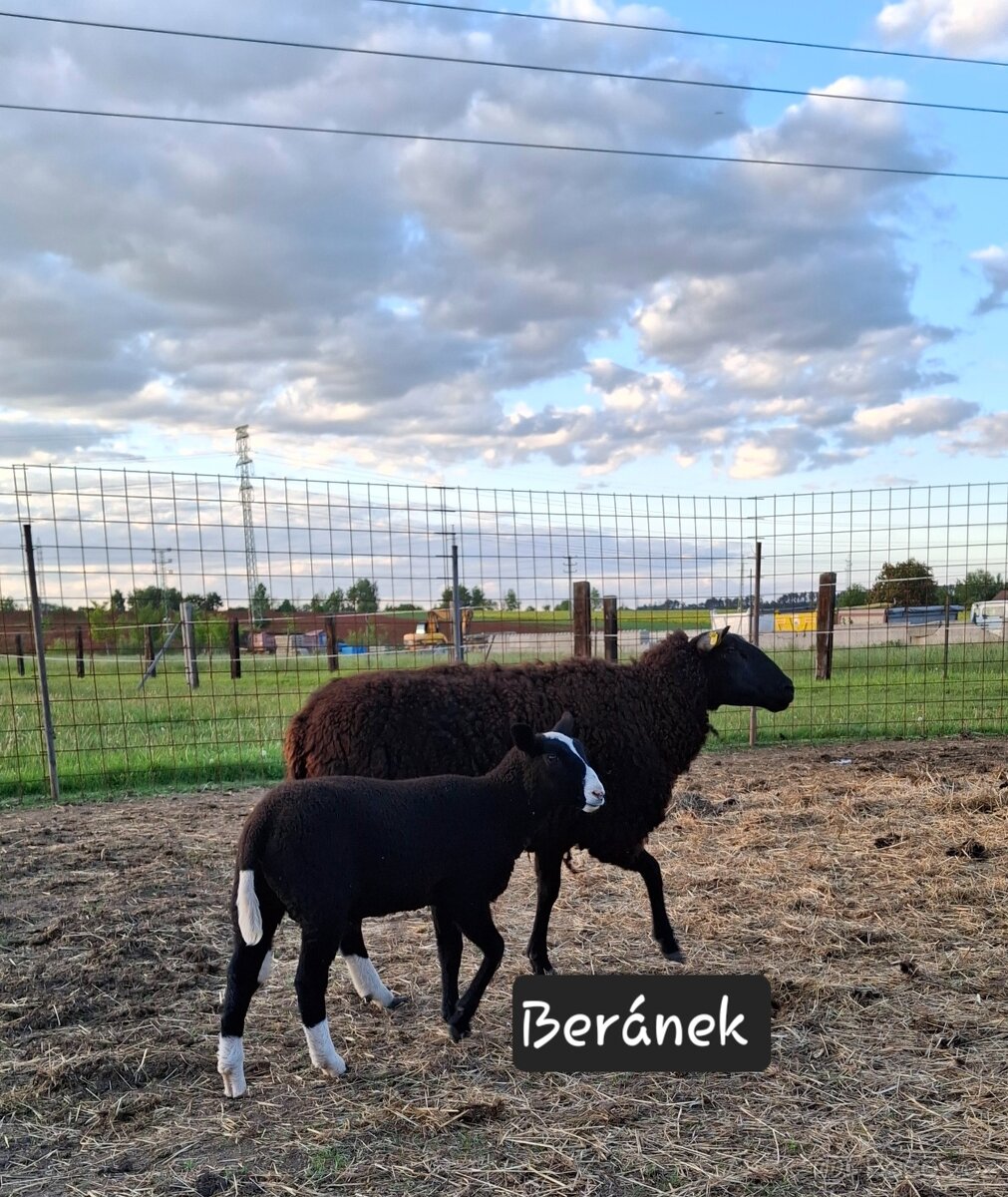 Beránek Zwartbles