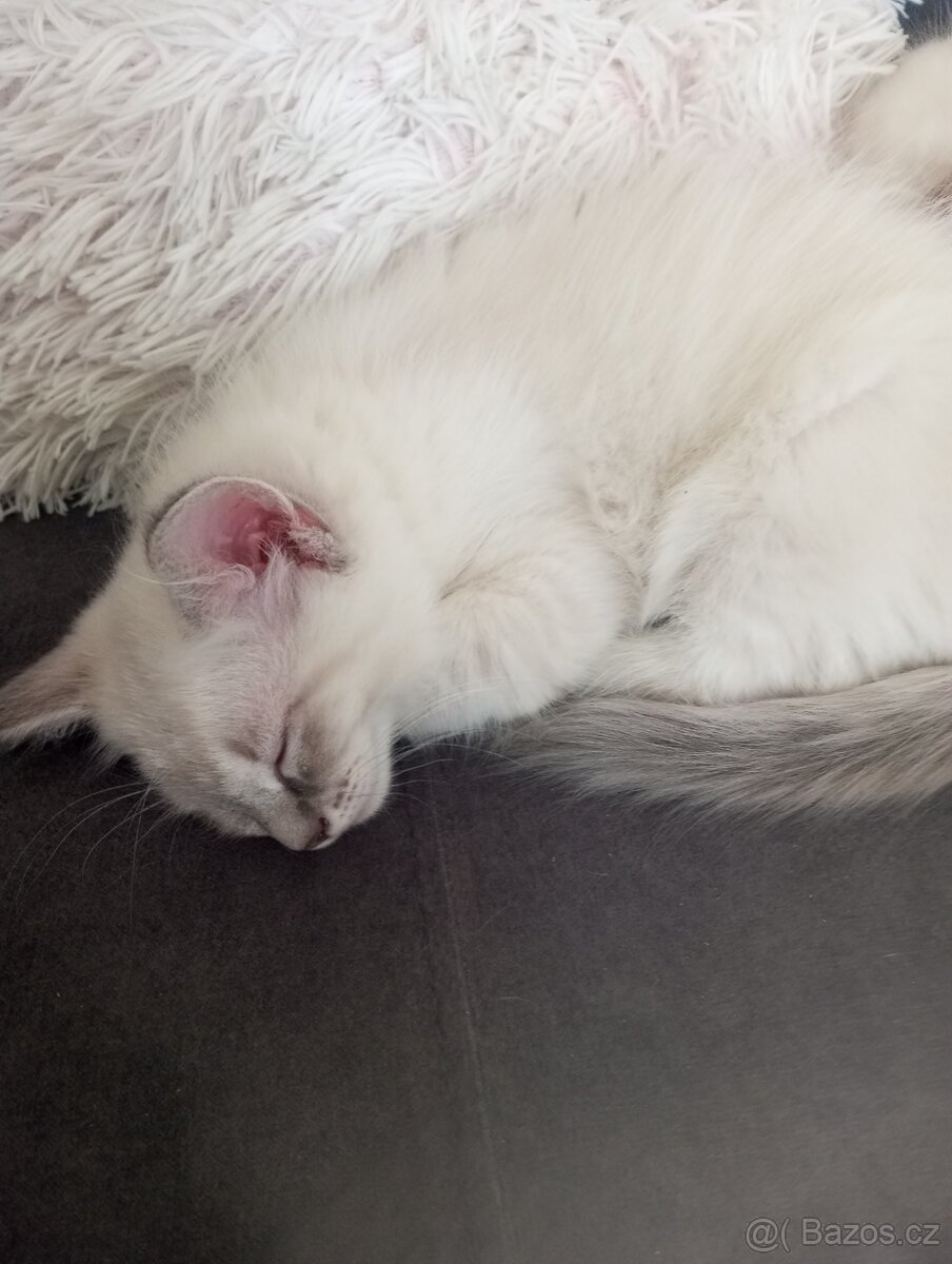 Ragdoll koťátka