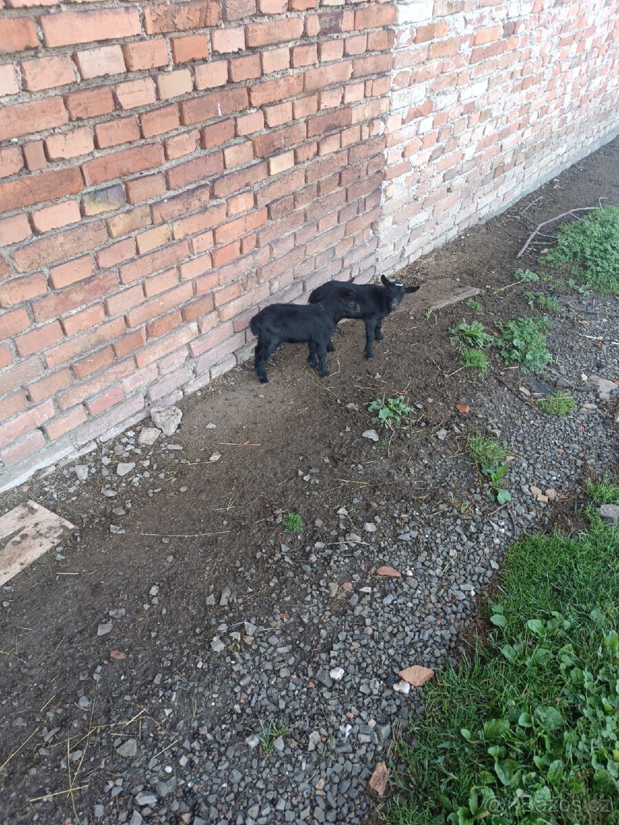 Holandská koza zakrslá