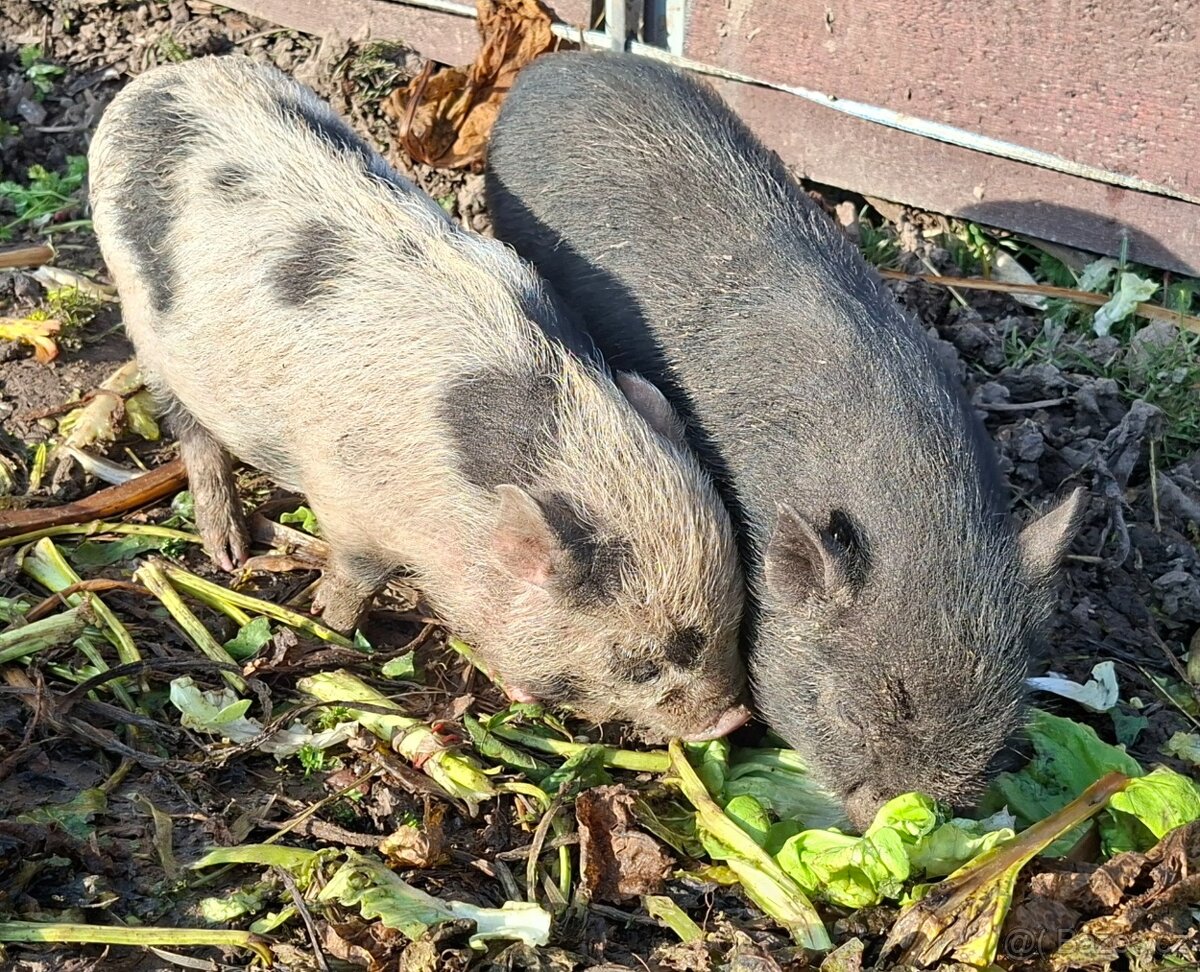 Gottingenská miniprasátka
