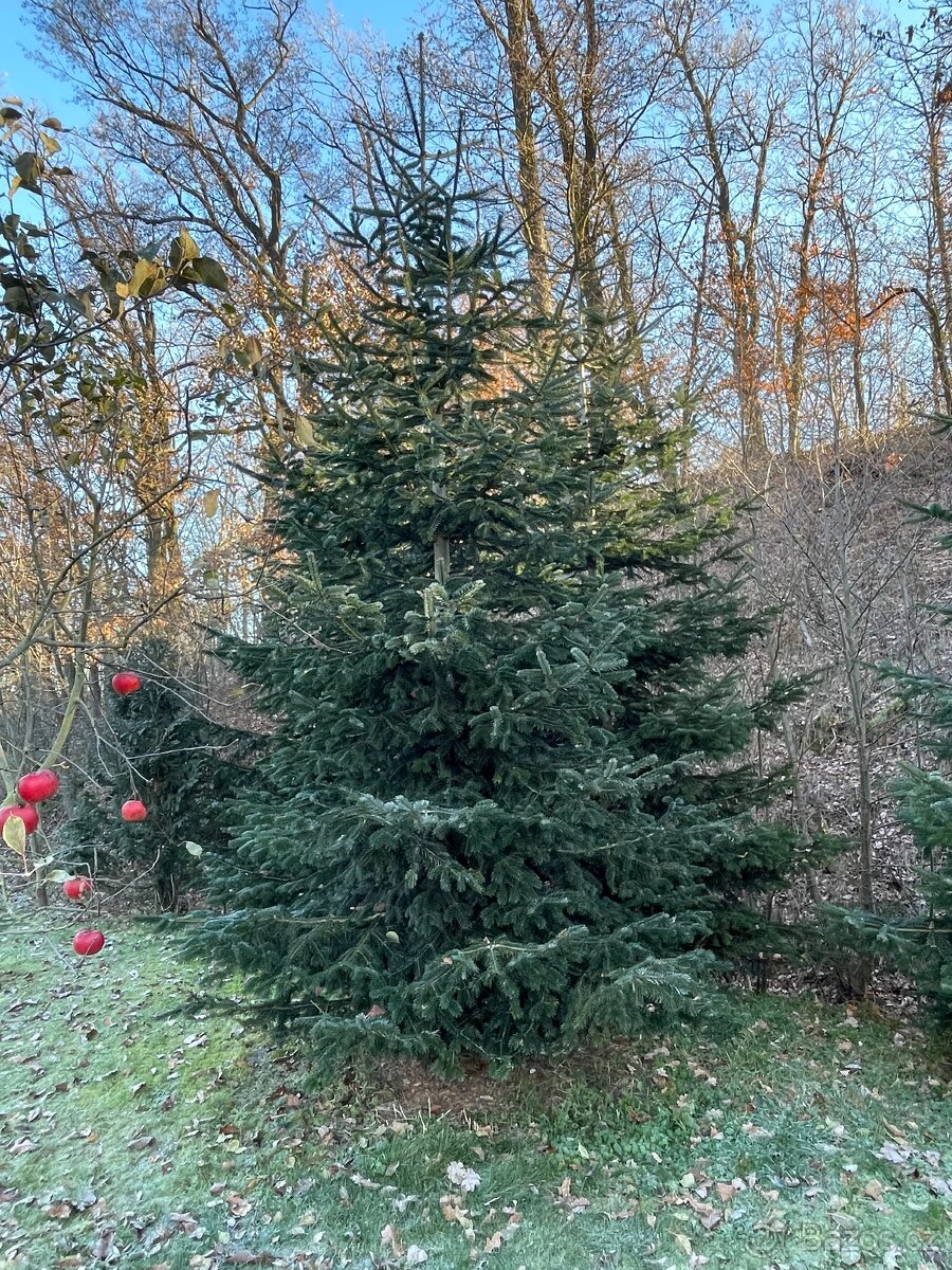 Jedle kavkazská - vánoční stromek