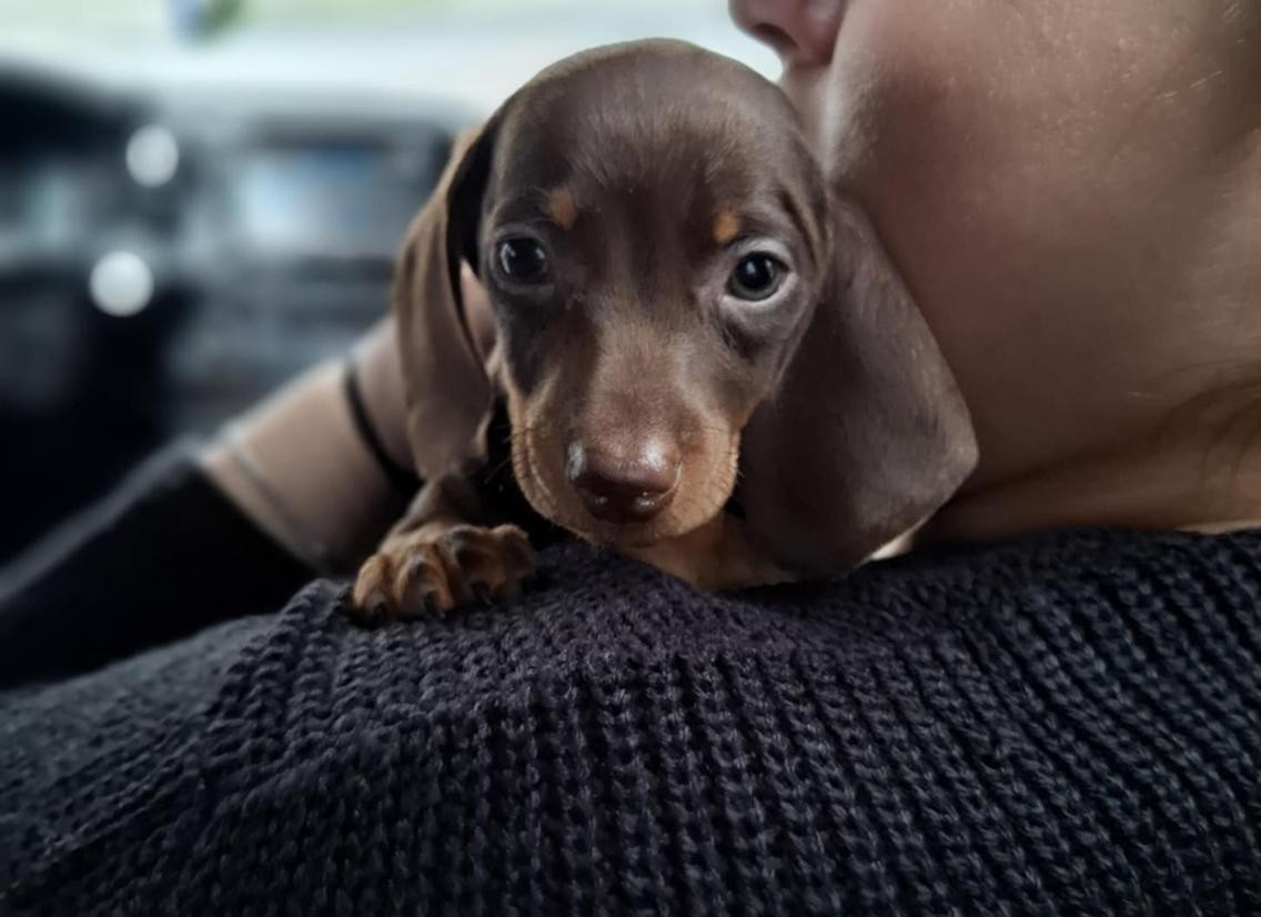 Trpasličí hladkosrstý jezevčík