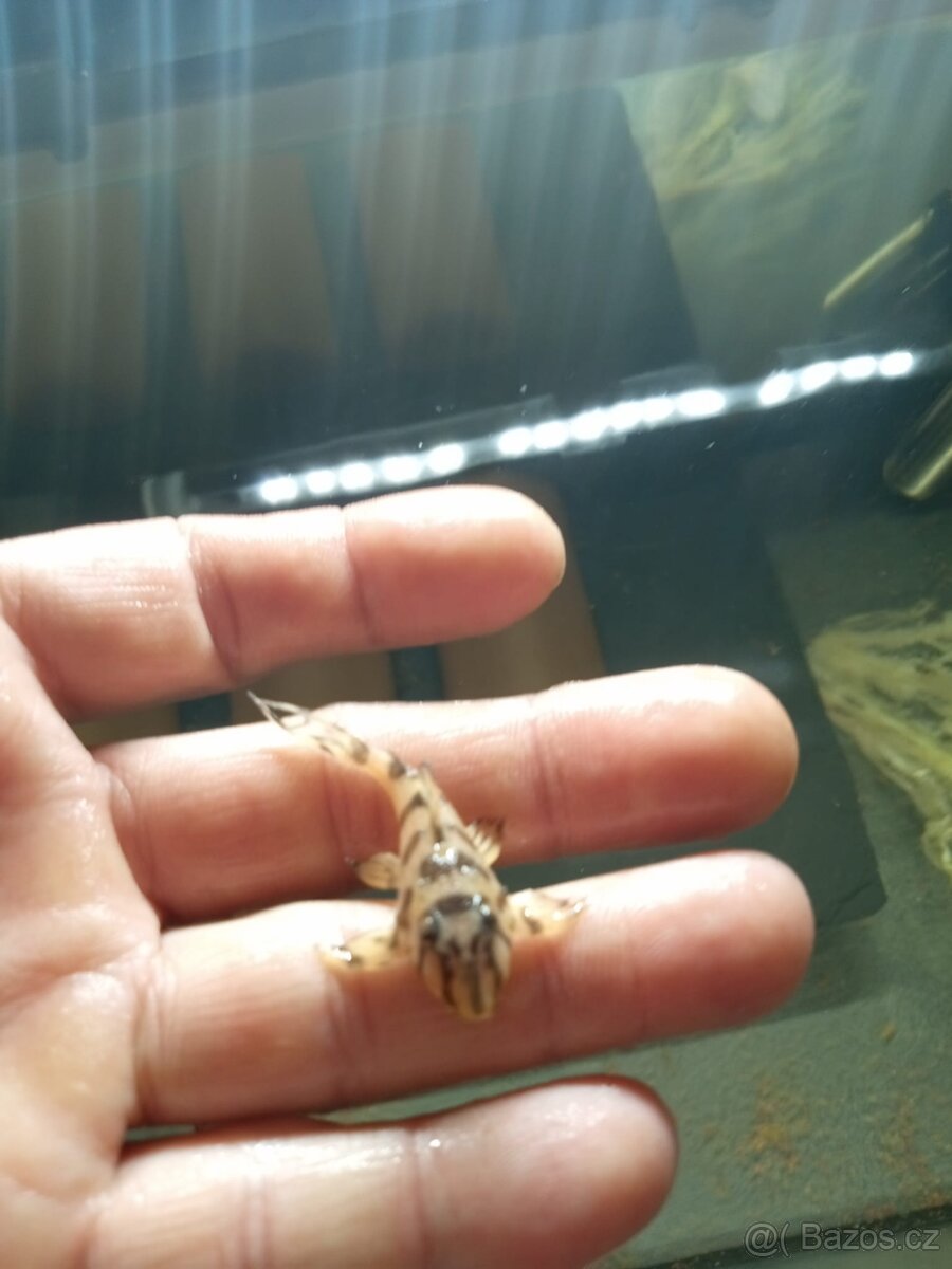 Hypancistrus L236