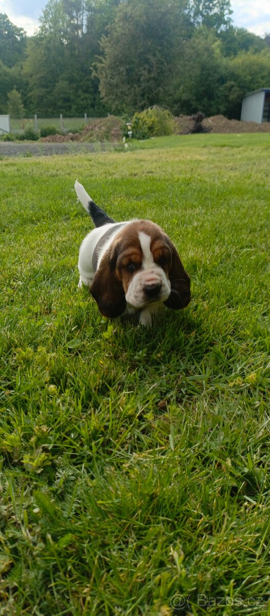 Basset hound