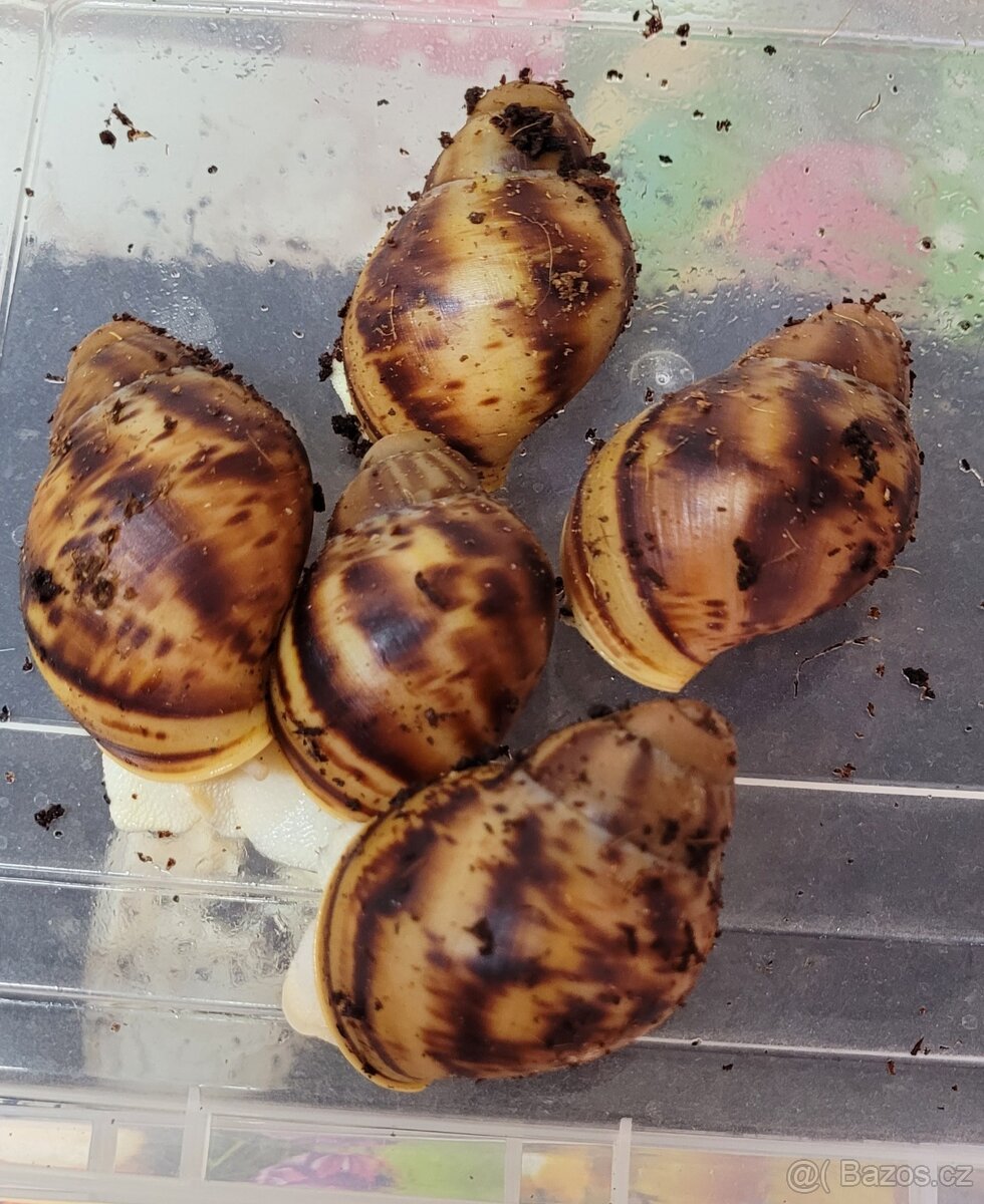 Archachatina marginata ovum albino body
