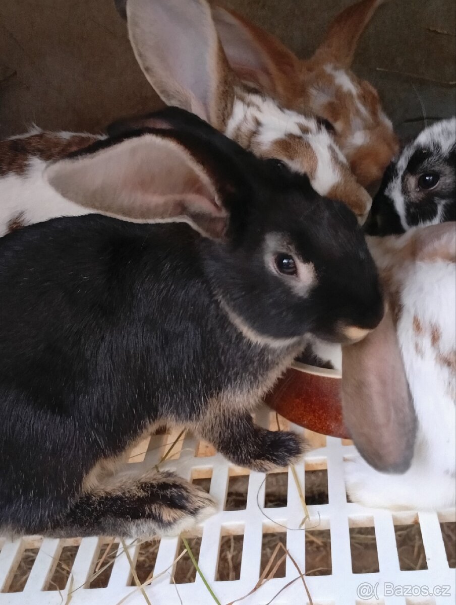 Králík mix