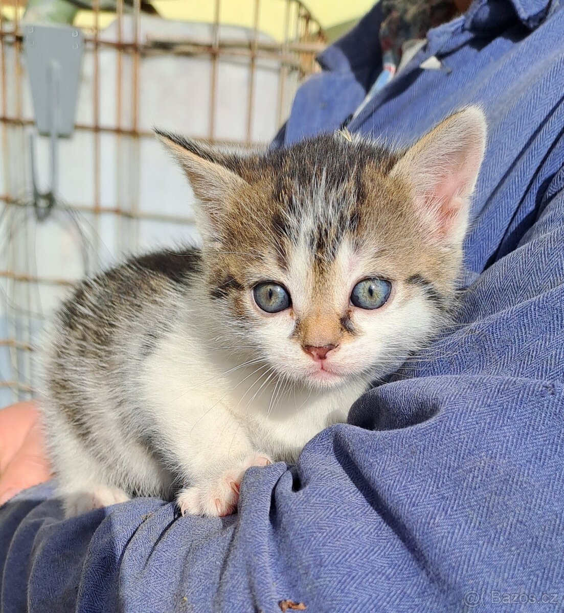 Dvě kočičí slečny hledají milující domov 🏡🐾