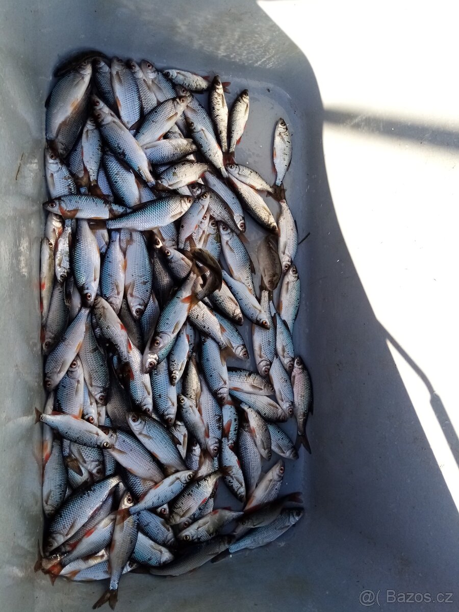 Nástražní rybičky - plotice, perlíny a karase