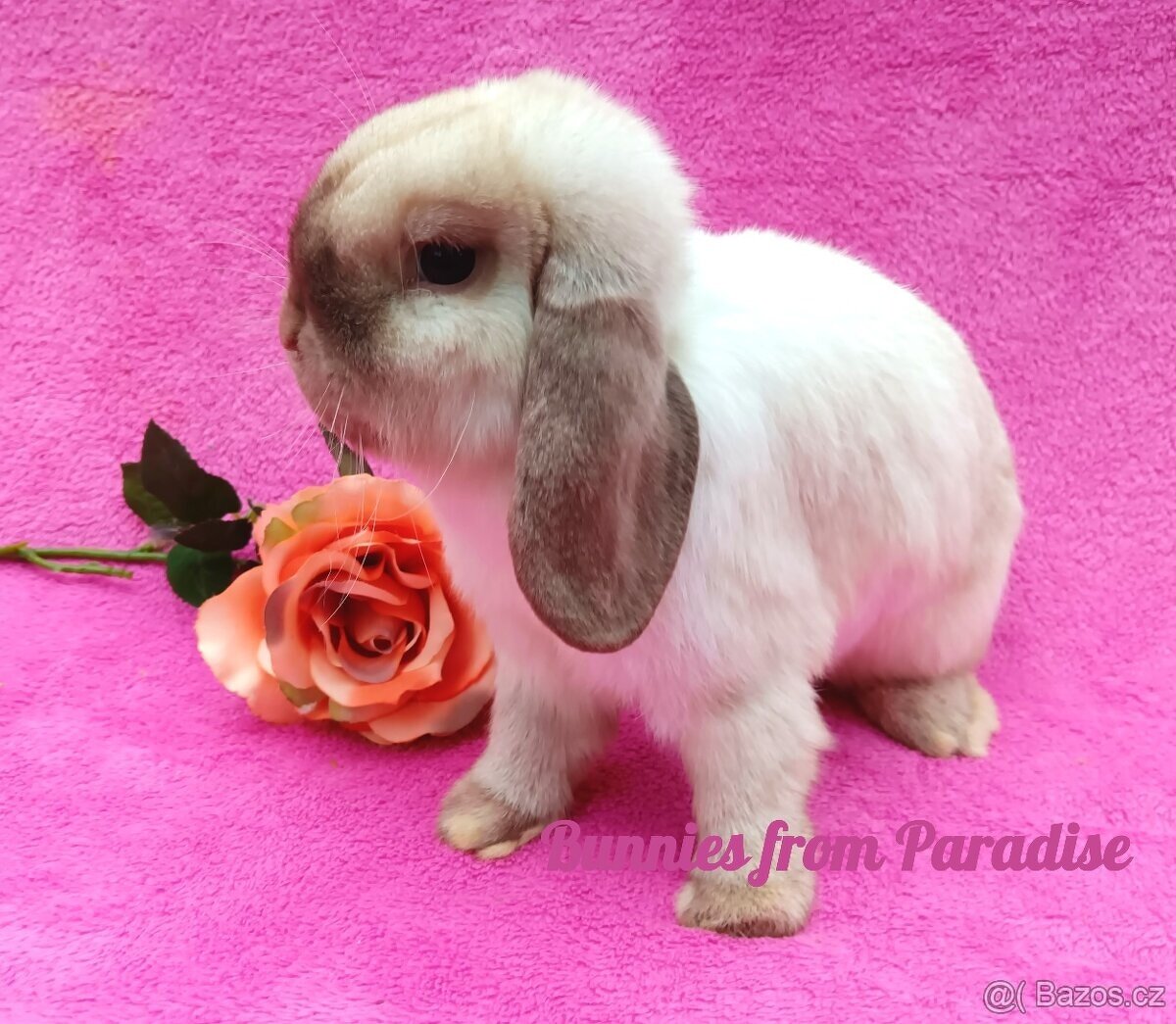 SIAMSKÝ CHLAPEČEK HLEDÁ NOVÝ DOMOV ❤️❤️❤️